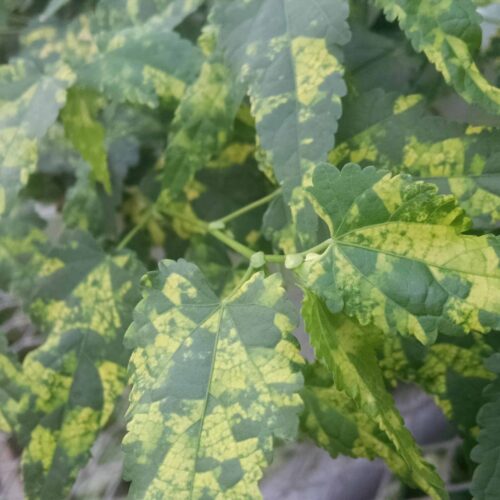variegated chinese maple plant
