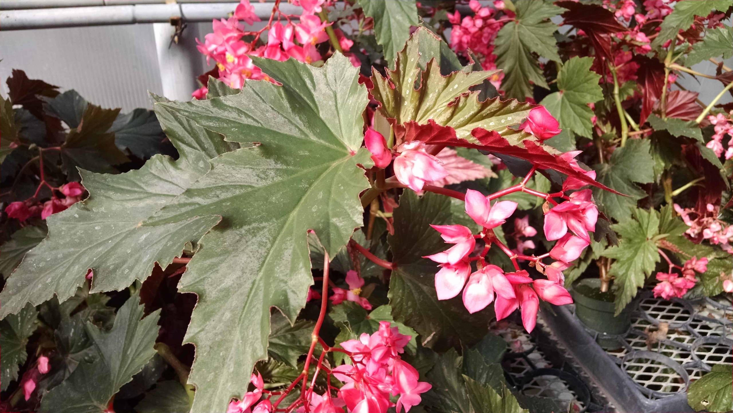 Lana Begonia | Houseplants Studley's
