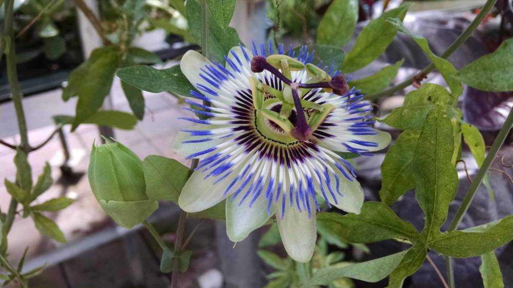 blue bahama passion flower plant