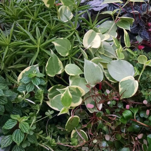 6 Plant Peperomia Collection