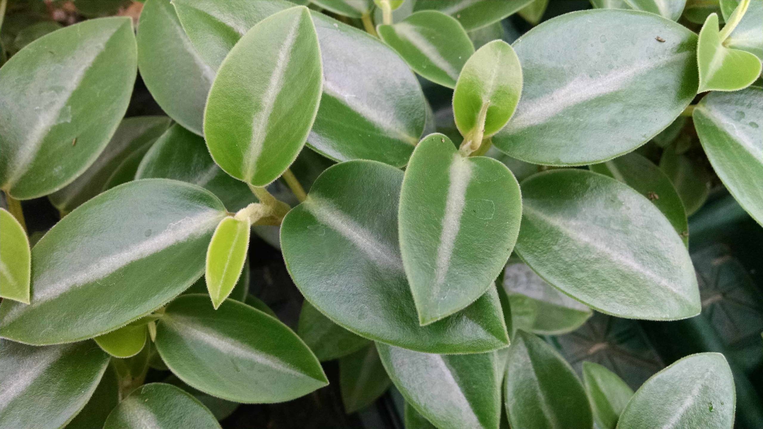 peperomia-cupid - Plant and garden pictures on GardenTags