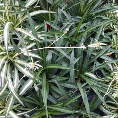 spider plant collection