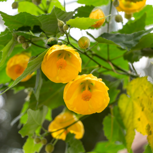 Lucky Lantern Yellow Flowering Maple