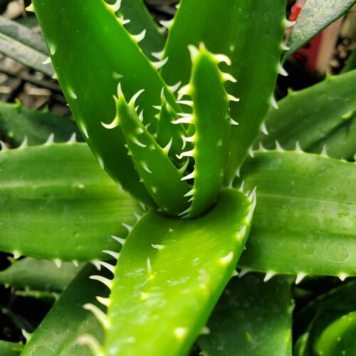 Austere Aloe